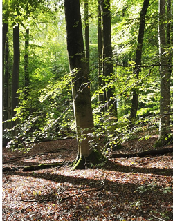 1_wald
