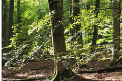 wald